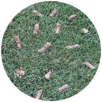 Prior Lake turfgrass aeration and seeding