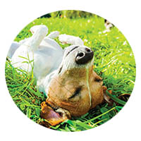 Prior Lake flea and tick control