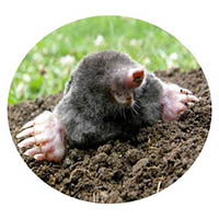 Prior Lake mole & grub control