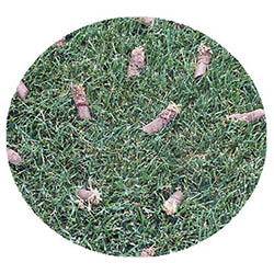 Prior Lake spring touch aeration and seeding