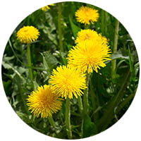 Prior Lake grass weed control